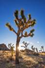 Sunstar around Joshua Tree near sunset in Joshua Tree National Park, California, USA Art Print